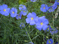 Голубые цветочки